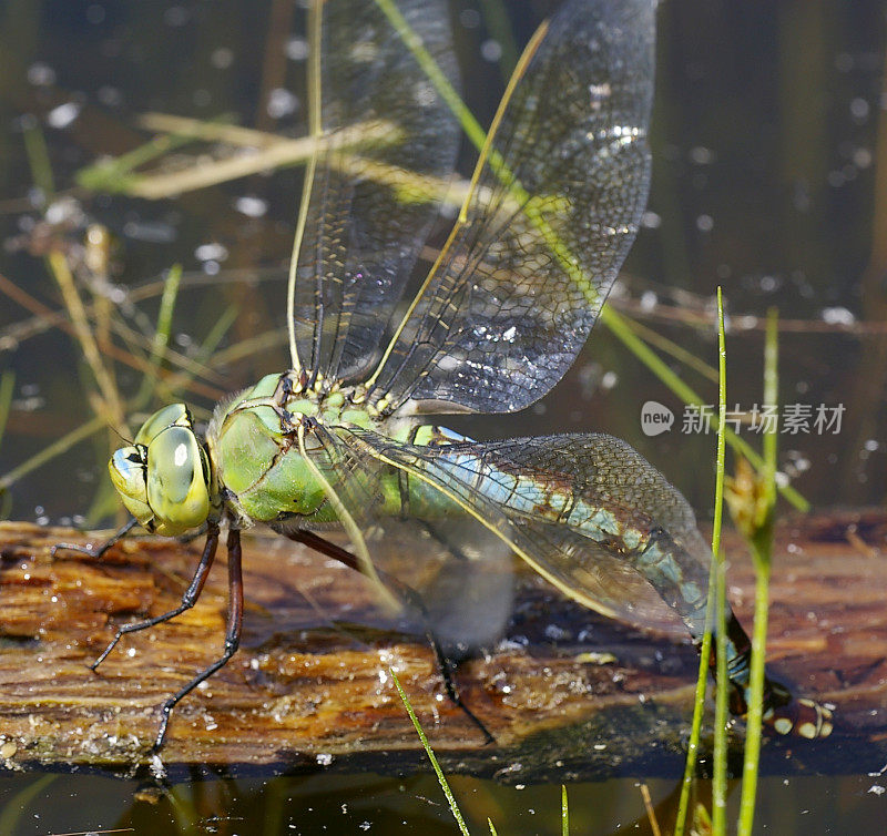 帝王蜻蜓(Anax imperator)正在产卵的雌性